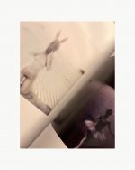 POLAROID VOL 1 - Shelbie Dimond 🇺🇸 – Image 4